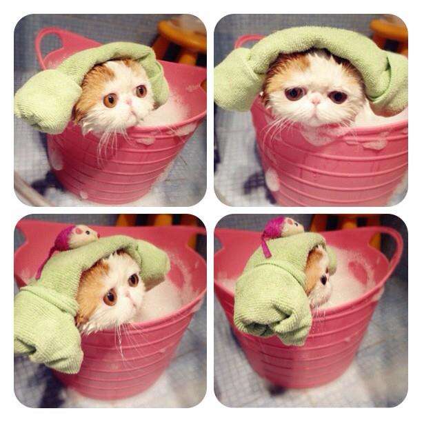 snoopy the cat bath